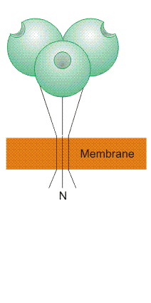 Group II domain organization